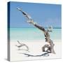 Cuba Fuerte Collection SQ - Solitary Tree-Philippe Hugonnard-Stretched Canvas