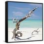 Cuba Fuerte Collection SQ - Trees Movement-Philippe Hugonnard-Framed Stretched Canvas
