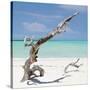 Cuba Fuerte Collection SQ - Trees Movement-Philippe Hugonnard-Stretched Canvas