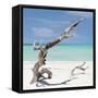 Cuba Fuerte Collection SQ - Trees Movement-Philippe Hugonnard-Framed Stretched Canvas