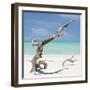 Cuba Fuerte Collection SQ - Trees Movement-Philippe Hugonnard-Framed Photographic Print