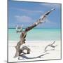 Cuba Fuerte Collection SQ - Trees Movement-Philippe Hugonnard-Mounted Photographic Print