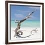 Cuba Fuerte Collection SQ - Trees Movement-Philippe Hugonnard-Framed Photographic Print