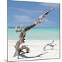 Cuba Fuerte Collection SQ - Trees Movement-Philippe Hugonnard-Mounted Photographic Print