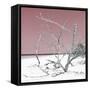 Cuba Fuerte Collection SQ - Tropical Beach Nature - Pastel Red-Philippe Hugonnard-Framed Stretched Canvas
