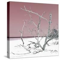 Cuba Fuerte Collection SQ - Tropical Beach Nature - Pastel Red-Philippe Hugonnard-Stretched Canvas