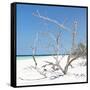 Cuba Fuerte Collection SQ - Tropical Beach Nature-Philippe Hugonnard-Framed Stretched Canvas