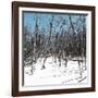 Cuba Fuerte Collection SQ - White Forest II-Philippe Hugonnard-Framed Premium Photographic Print