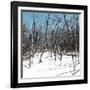 Cuba Fuerte Collection SQ - White Forest II-Philippe Hugonnard-Framed Premium Photographic Print