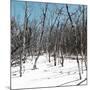 Cuba Fuerte Collection SQ - White Forest II-Philippe Hugonnard-Mounted Premium Photographic Print