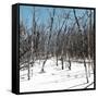 Cuba Fuerte Collection SQ - White Forest II-Philippe Hugonnard-Framed Stretched Canvas