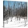 Cuba Fuerte Collection SQ - White Forest II-Philippe Hugonnard-Stretched Canvas