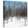 Cuba Fuerte Collection SQ - White Forest II-Philippe Hugonnard-Stretched Canvas