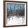 Cuba Fuerte Collection SQ - White Forest II-Philippe Hugonnard-Framed Photographic Print