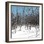 Cuba Fuerte Collection SQ - White Forest II-Philippe Hugonnard-Framed Photographic Print