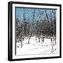 Cuba Fuerte Collection SQ - White Forest II-Philippe Hugonnard-Framed Photographic Print