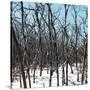 Cuba Fuerte Collection SQ - White Forest III-Philippe Hugonnard-Stretched Canvas