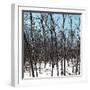 Cuba Fuerte Collection SQ - White Forest III-Philippe Hugonnard-Framed Photographic Print