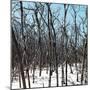 Cuba Fuerte Collection SQ - White Forest III-Philippe Hugonnard-Mounted Photographic Print