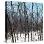 Cuba Fuerte Collection SQ - White Forest III-Philippe Hugonnard-Stretched Canvas