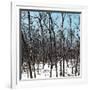 Cuba Fuerte Collection SQ - White Forest III-Philippe Hugonnard-Framed Photographic Print