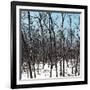 Cuba Fuerte Collection SQ - White Forest III-Philippe Hugonnard-Framed Photographic Print