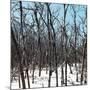 Cuba Fuerte Collection SQ - White Forest III-Philippe Hugonnard-Mounted Photographic Print