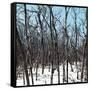 Cuba Fuerte Collection SQ - White Forest III-Philippe Hugonnard-Framed Stretched Canvas