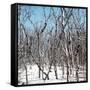 Cuba Fuerte Collection SQ - White Forest-Philippe Hugonnard-Framed Stretched Canvas