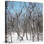 Cuba Fuerte Collection SQ - White Forest-Philippe Hugonnard-Stretched Canvas