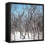 Cuba Fuerte Collection SQ - White Forest-Philippe Hugonnard-Framed Stretched Canvas