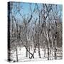 Cuba Fuerte Collection SQ - White Forest-Philippe Hugonnard-Stretched Canvas