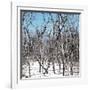 Cuba Fuerte Collection SQ - White Forest-Philippe Hugonnard-Framed Photographic Print