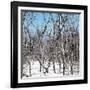 Cuba Fuerte Collection SQ - White Forest-Philippe Hugonnard-Framed Photographic Print