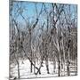 Cuba Fuerte Collection SQ - White Forest-Philippe Hugonnard-Mounted Photographic Print