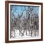 Cuba Fuerte Collection SQ - White Forest-Philippe Hugonnard-Framed Photographic Print