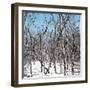 Cuba Fuerte Collection SQ - White Forest-Philippe Hugonnard-Framed Photographic Print