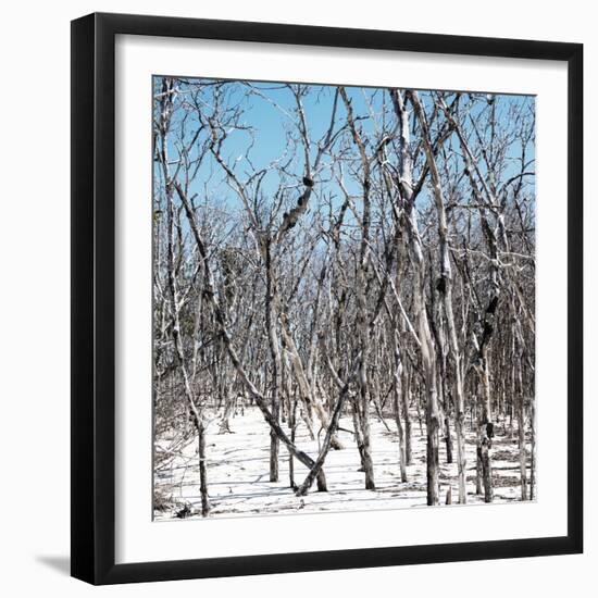 Cuba Fuerte Collection SQ - White Forest-Philippe Hugonnard-Framed Photographic Print