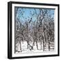 Cuba Fuerte Collection SQ - White Forest-Philippe Hugonnard-Framed Photographic Print