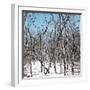 Cuba Fuerte Collection SQ - White Forest-Philippe Hugonnard-Framed Photographic Print