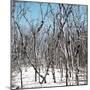 Cuba Fuerte Collection SQ - White Forest-Philippe Hugonnard-Mounted Photographic Print