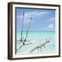 Cuba Fuerte Collection SQ - White Trees II-Philippe Hugonnard-Framed Photographic Print