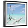 Cuba Fuerte Collection SQ - White Trees II-Philippe Hugonnard-Framed Photographic Print