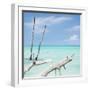 Cuba Fuerte Collection SQ - White Trees II-Philippe Hugonnard-Framed Photographic Print