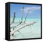 Cuba Fuerte Collection SQ - White Trees-Philippe Hugonnard-Framed Stretched Canvas