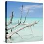 Cuba Fuerte Collection SQ - White Trees-Philippe Hugonnard-Stretched Canvas