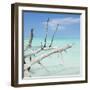 Cuba Fuerte Collection SQ - White Trees-Philippe Hugonnard-Framed Photographic Print