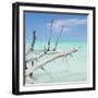 Cuba Fuerte Collection SQ - White Trees-Philippe Hugonnard-Framed Photographic Print