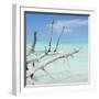 Cuba Fuerte Collection SQ - White Trees-Philippe Hugonnard-Framed Photographic Print