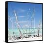 Cuba Fuerte Collection SQ - White water Tree Forest-Philippe Hugonnard-Framed Stretched Canvas